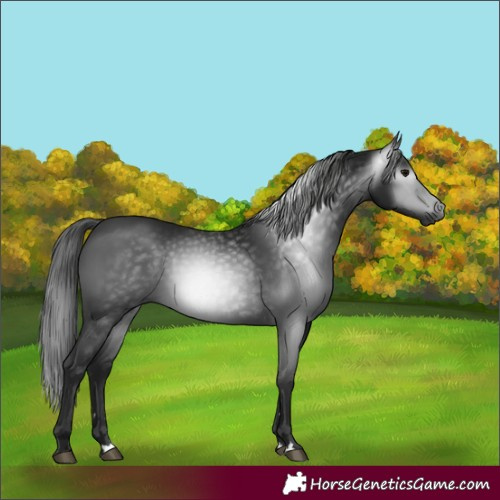 Horse Color:Gray Black 