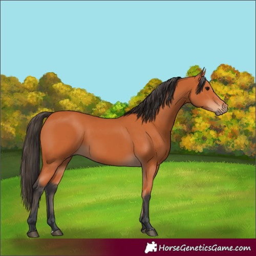Horse Color:Bay 