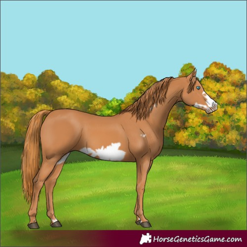 Horse Color:Chestnut Frame 