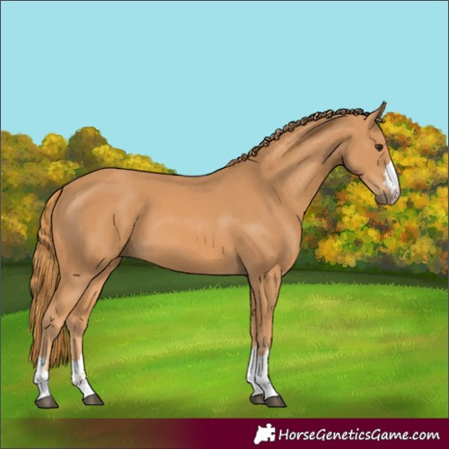 Horse Color:Chestnut 