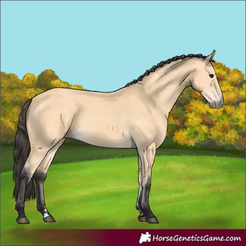 Horse Color:Buckskin 
