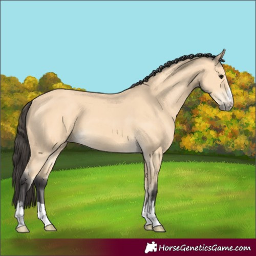 Horse Color:Buckskin 