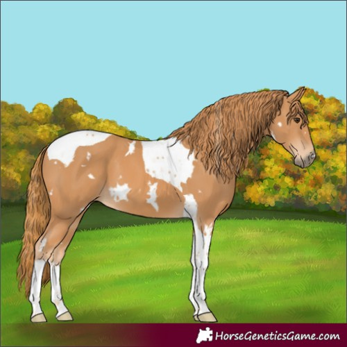 Horse Color:White Spotted Chestnut Tobiano 