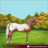 Horse Color:Chocolate Silver Bay Appaloosa 