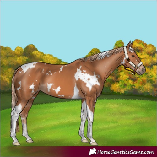 Horse Color:White Spotted Chestnut Tobiano 