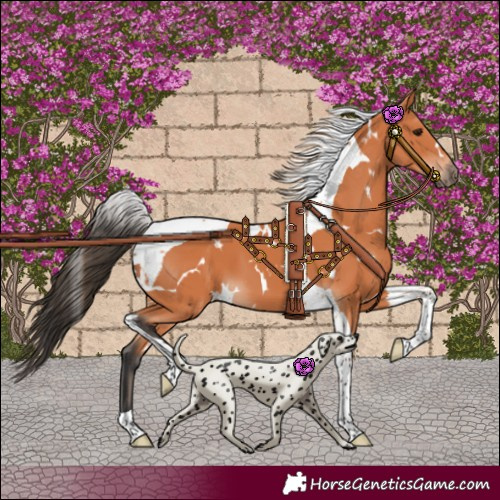 Horse Color:White Spotted Bay Tobiano