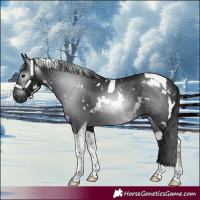 Horse Color:Gray White Spotted Black Tobiano 