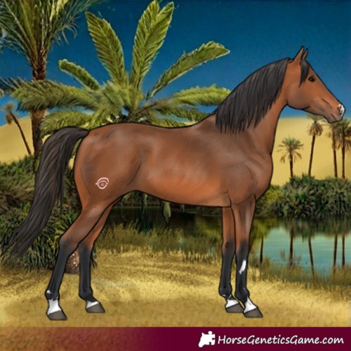 Horse Color:Bay 