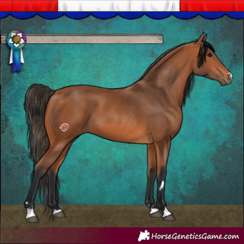Horse Color:Bay 