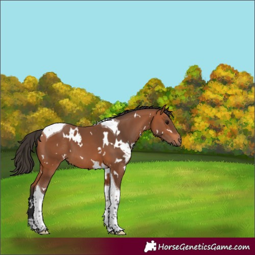 Horse Color:White Spotted Bay Tobiano 