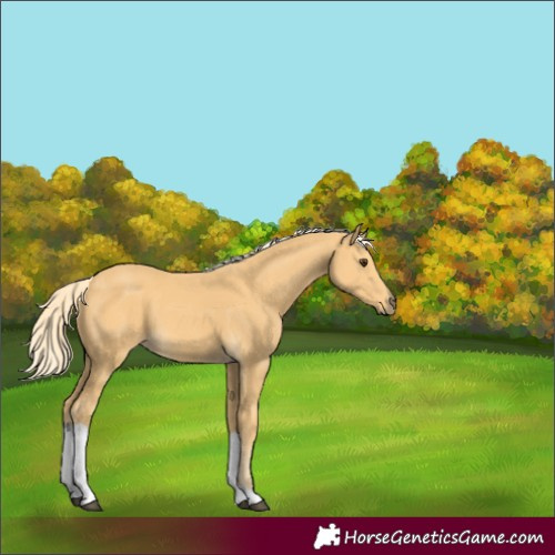 Horse Color:Palomino Tobiano 