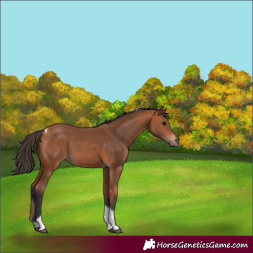 Horse Color:Bay Tobiano