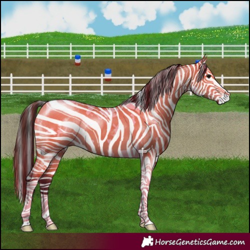Horse Color:White Spotted Bay Dun Tobiano