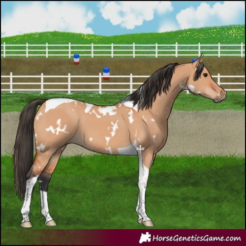 Horse Color:White Spotted Bay Dun Tobiano 