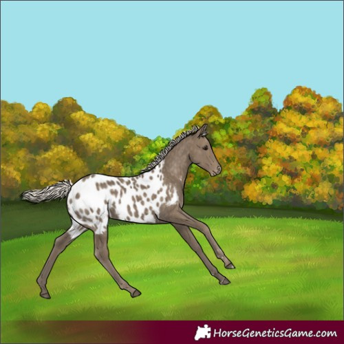 Horse Color:Silver Smoky Black Appaloosa 