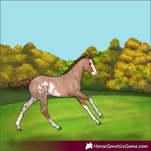 Horse Color:Red Roan Splash Skewed Appaloosa Rabicano 