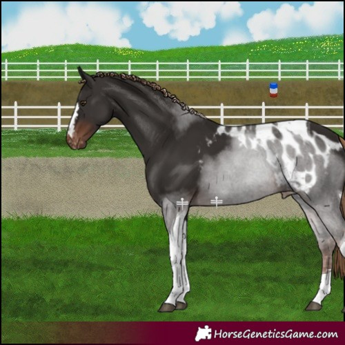 Horse Color:Liver Chestnut Tobiano Skewed Appaloosa Rabicano 