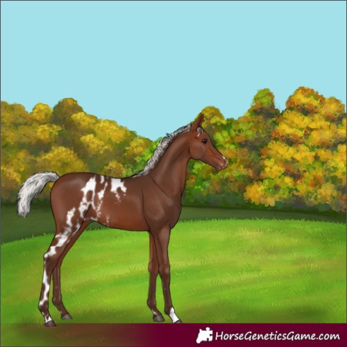 Horse Color:Silver Brown Skewed Appaloosa Rabicano 