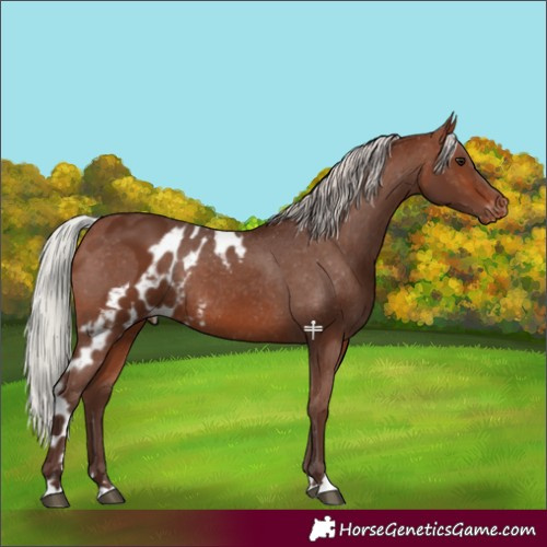 Horse Color:Silver Brown Skewed Appaloosa Rabicano 
