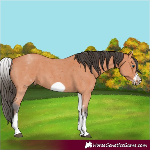 Horse Color:White Spotted Bay Sabino Frame 