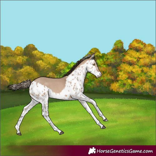 Horse Color:Bay Dun Sabino Skewed Appaloosa 