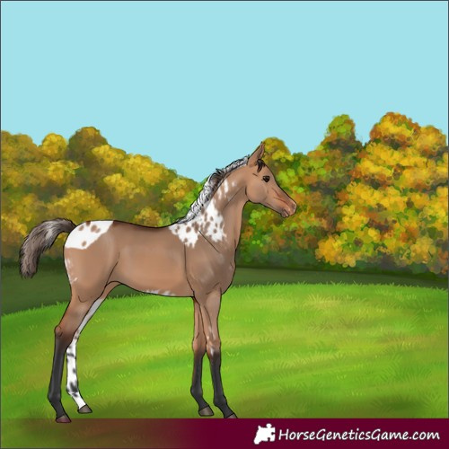 Horse Color:Bay Dun Skewed Appaloosa 