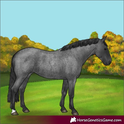 Horse Color:Blue Roan 