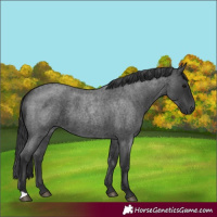 Horse Color:Blue Roan 