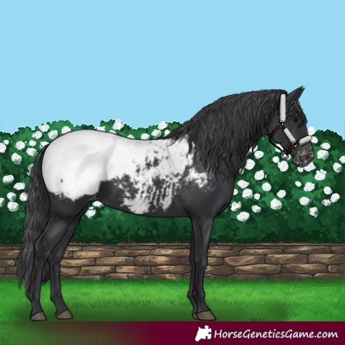 Horse Color:Black Appaloosa 