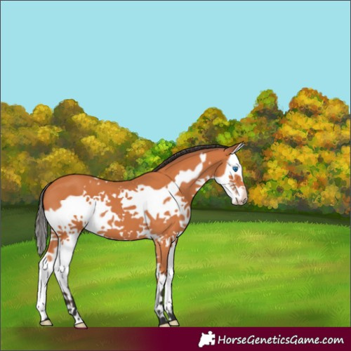 Horse Color:Bay Splash Frame