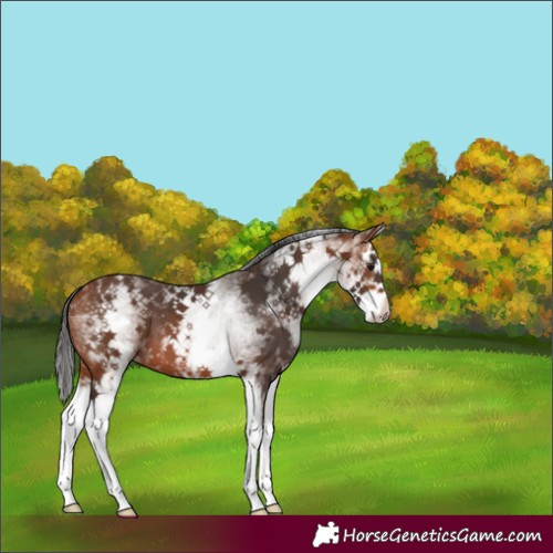 Horse Color:White Spotted Bay Splash