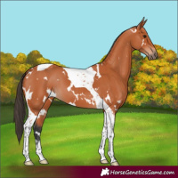 Horse Color:White Spotted Bay Tobiano
