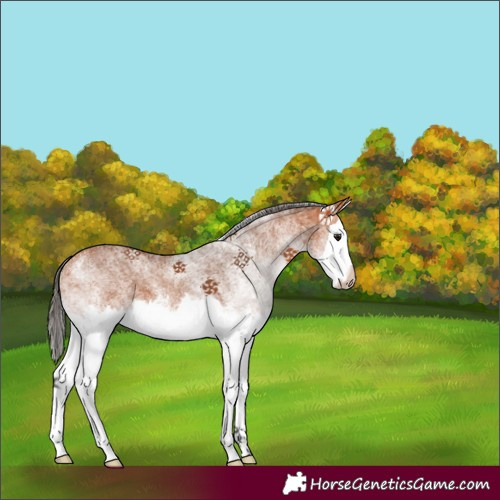 Horse Color:White Spotted Bay Splash