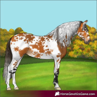 Horse Color:Gray Buckskin Splash Tobiano Frame 