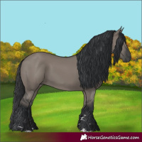 Horse Color:Grullo 