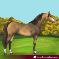 Horse Color:Buckskin 
