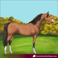 Horse Color:Bay Rabicano