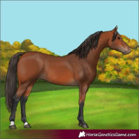 Horse Color:Bay Rabicano 