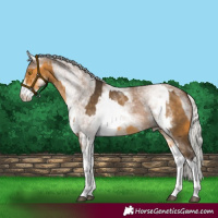 Horse Color:White Spotted Silver Buckskin  and White Spotted Silver Grullo 