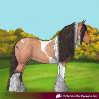 Horse Color:Bay Roan Tobiano