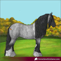Horse Color:Blue Roan Tobiano 