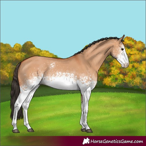 Horse Color:White Spotted Bay Dun
