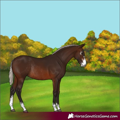 Horse Color:Gray Silver Brown Sabino Rabicano 