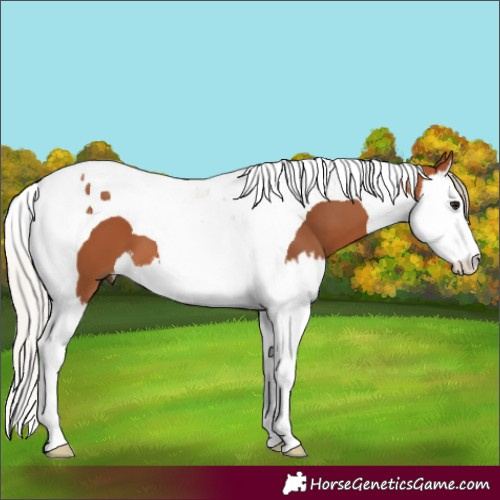 Horse Color:Silver Bay Splash Tobiano 