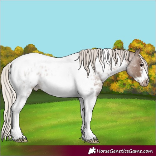 Horse Color:Silver Blue Roan Tobiano Frame Appaloosa 