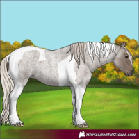 Horse Color:Silver Blue Roan Tobiano 