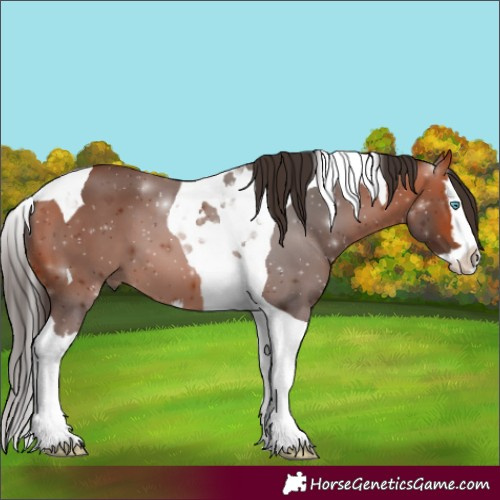 Horse Color:Bay Splash Tobiano 