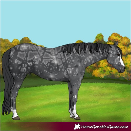 Horse Color:Black Ice 