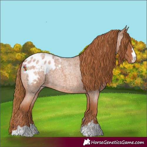 Horse Color:Red Roan Blanket
