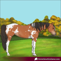 Horse Color:White Spotted Bay Tobiano
